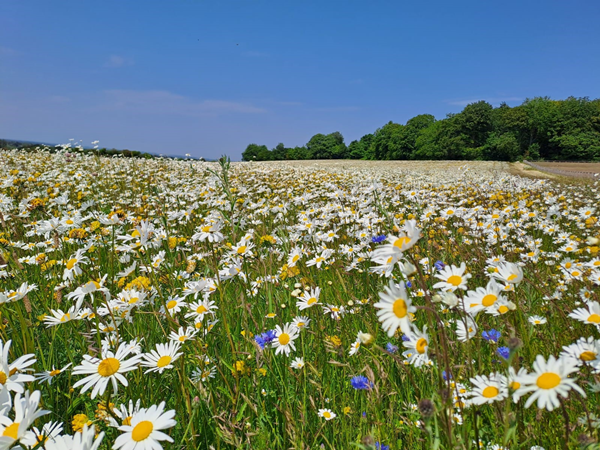 Bury Hill Meadows flowers in bloom for summer